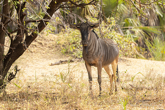 Wildebeest / Gnoe - Nyerere National Park