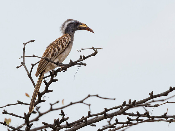 African Grey Hornbill / Grijze Tok - Nyerere National Park