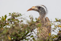 African Grey Hornbill / Grijze Tok - Nyerere National Park