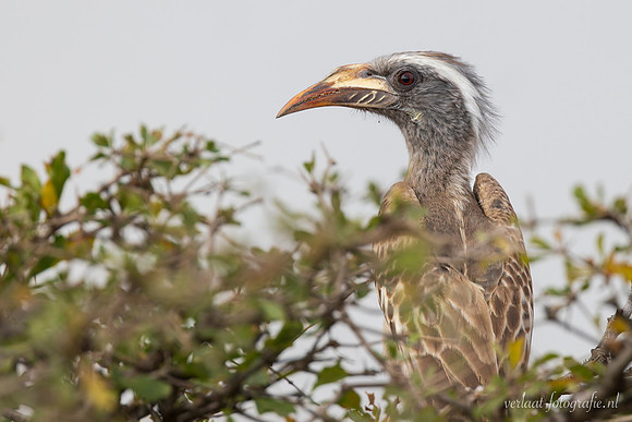 African Grey Hornbill / Grijze Tok - Nyerere National Park