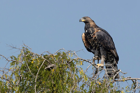 African Hawk-Eagle / Afrikaanse Havikarend - Nyerere National Park