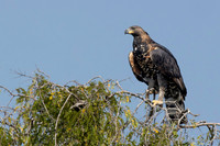 African Hawk-Eagle / Afrikaanse Havikarend - Nyerere National Park