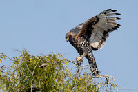 African Hawk-Eagle / Afrikaanse Havikarend - Nyerere National Park