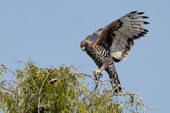 African Hawk-Eagle / Afrikaanse Havikarend - Nyerere National Park