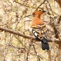 African Hoopoe / Afrikaanse Hop - Nyerere National Park