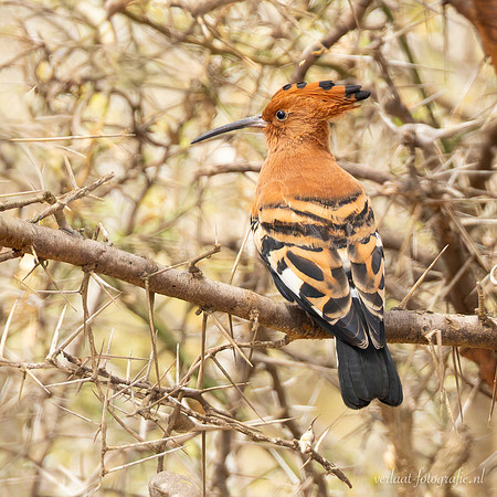 African Hoopoe / Afrikaanse Hop - Nyerere National Park