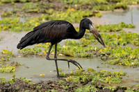 African Openbill / Afrikaanse Gaper - Nyerere National Park
