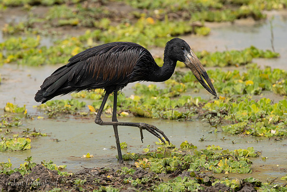 African Openbill / Afrikaanse Gaper - Nyerere National Park