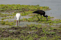 African Openbill / Afrikaanse Gaper - Nyerere National Park