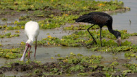 African Spoonbill / Afrikaanse Lepelaar - Nyerere National Park