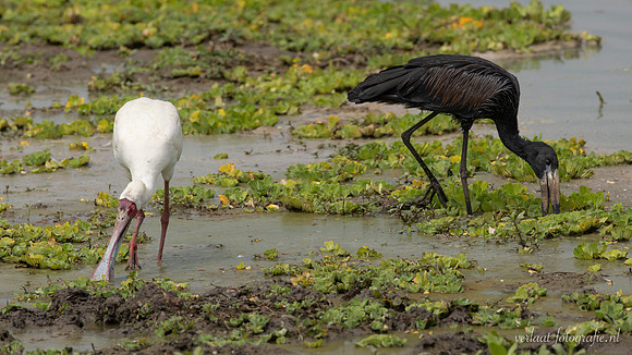 African Spoonbill / Afrikaanse Lepelaar - Nyerere National Park