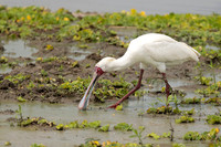 African Spoonbill / Afrikaanse Lepelaar - Nyerere National Park