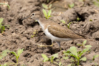 Common Sandpiper / Oeverloper - Nyerere National Park