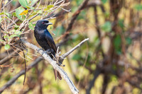 Fork-tailed Drongo / Treurdrongo - Nyerere National Park