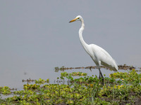 Great White Egret / Grote Zilverreiger - Nyerere National Park
