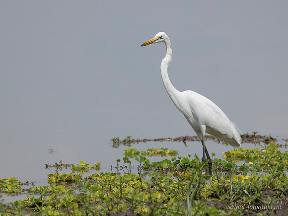 Great White Egret / Grote Zilverreiger - Nyerere National Park