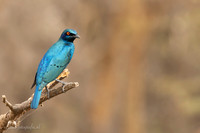 Greater Blue-eared Glossy-Starling / Groenstaartglansspreeuw -   Nyerere National Park