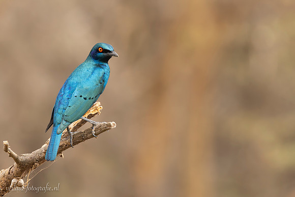 Greater Blue-eared Glossy-Starling / Groenstaartglansspreeuw -   Nyerere National Park