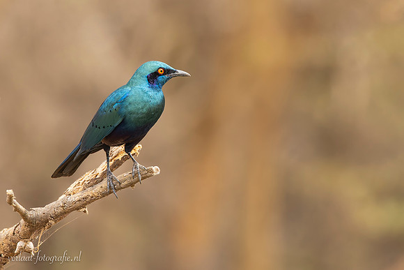Greater Blue-eared Glossy-Starling / Groenstaartglansspreeuw -   Nyerere National Park