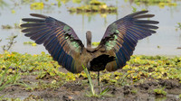 Hadada Ibis / Hadada-ibis - Nyerere National Park