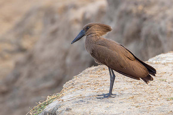 Hamerkop / Hamerkop - Nyerere National Park