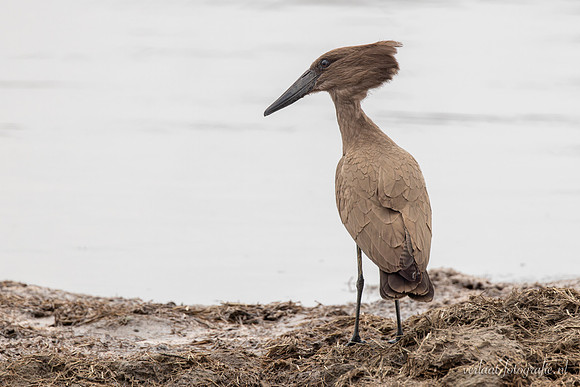 Hamerkop / Hamerkop - Nyerere National Park