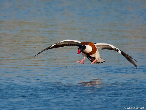 Bergeend / Shelduck - Egboetswater
