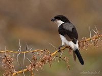Long-tailed Fiscal / Cabanis' Klapekster