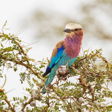 Lilac-breasted Roller / Vorkstaartscharrelaar - Nyerere National Park