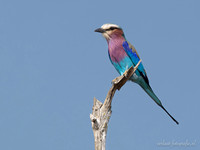 Lilac-breasted Roller / Vorkstaartscharrelaar - Nyerere National Park