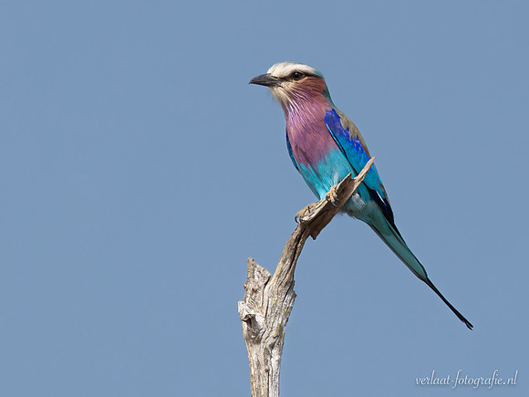 Lilac-breasted Roller / Vorkstaartscharrelaar - Nyerere National Park