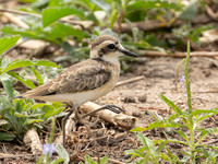 Kittlitz's Plover / Herdersplevier - Nyerere National Park