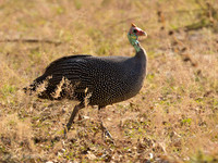 Helmeted Guineafowl / Helmparelhoen - Nyerere National Park