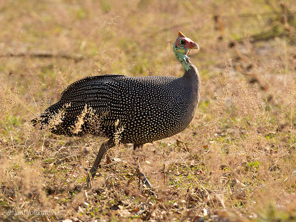 Helmeted Guineafowl / Helmparelhoen - Nyerere National Park