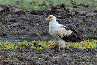 Palm-nut Vulture / Palmgier - Nyerere National Park