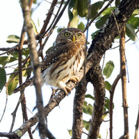 Pearl-spotted Owlet / Geparelde Dwerguil - Nyerere National Park