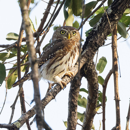 Pearl-spotted Owlet / Geparelde Dwerguil - Nyerere National Park