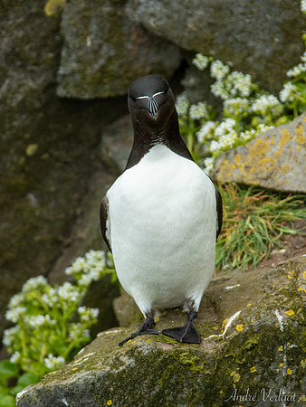 Alk / Razorbill - Látrabjarg