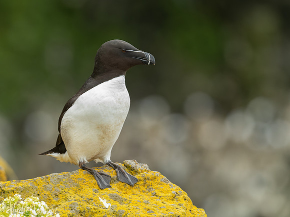Alk / Razorbill - Látrabjarg