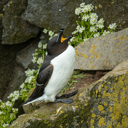 Alk / Razorbill - Látrabjarg