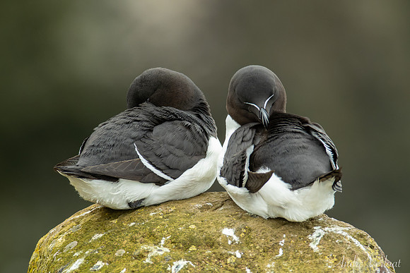 Alk / Razorbill - Látrabjarg