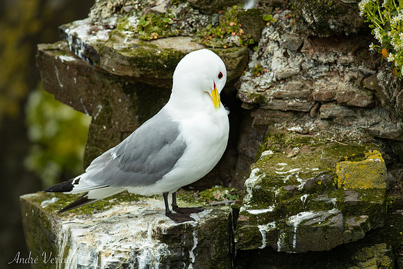 Drieteenmeeuw / Black-legged Kittiwake - Látrabjarg