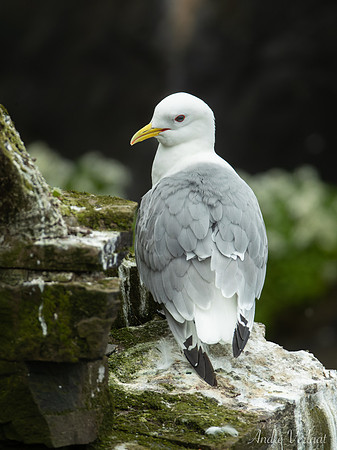 Drieteenmeeuw / Black-legged Kittiwake - Látrabjarg