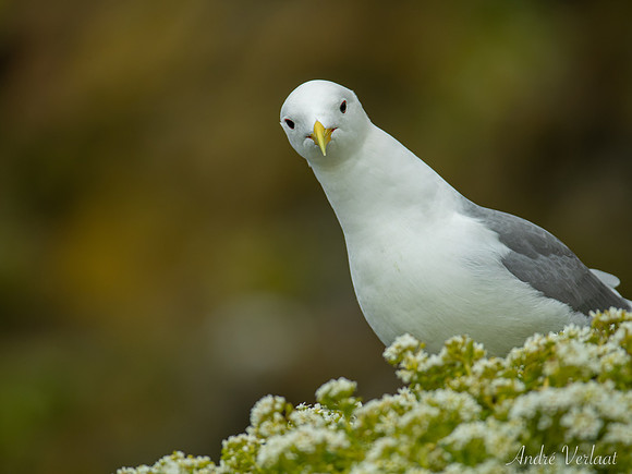 Drieteenmeeuw / Black-legged Kittiwake - Látrabjarg