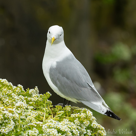Drieteenmeeuw / Black-legged Kittiwake - Látrabjarg