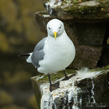 Drieteenmeeuw / Black-legged Kittiwake - Látrabjarg