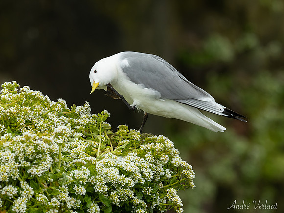 Drieteenmeeuw / Black-legged Kittiwake - Látrabjarg
