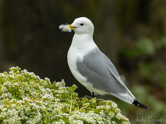 Drieteenmeeuw / Black-legged Kittiwake - Látrabjarg