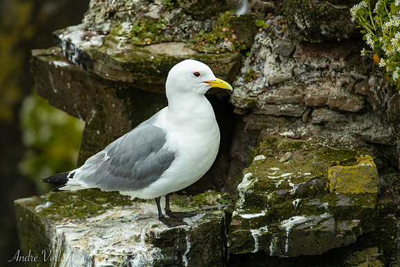 Drieteenmeeuw / Black-legged Kittiwake - Látrabjarg