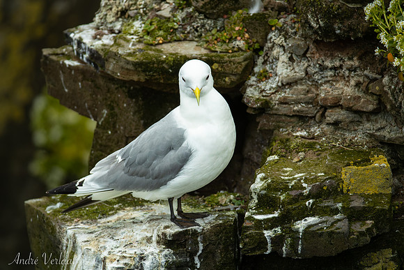 Drieteenmeeuw / Black-legged Kittiwake - Látrabjarg